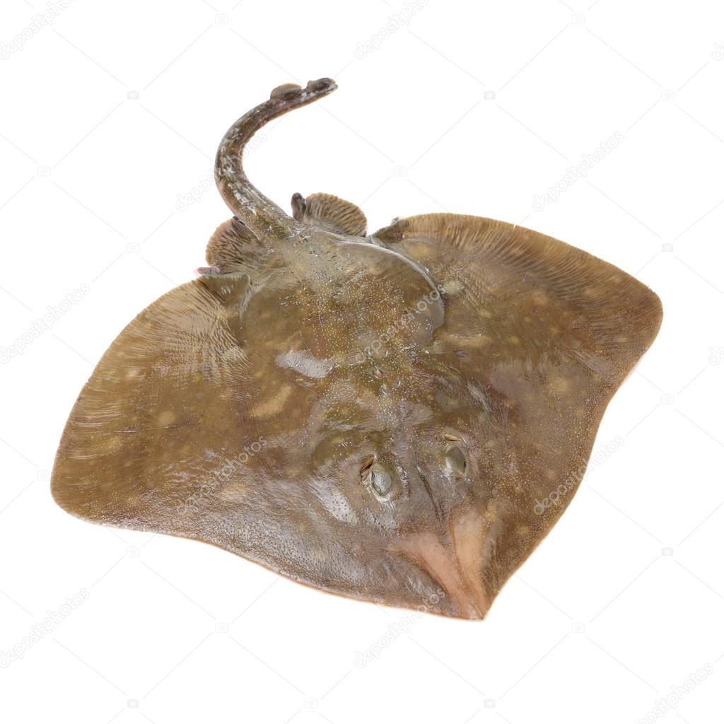 Fresh ray fish isolated on 