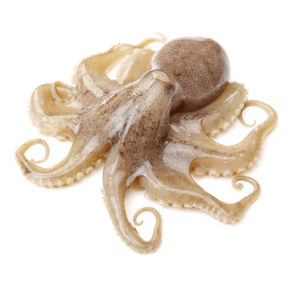 Frischer roher Oktopus — Stockfoto