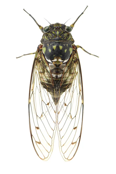 Cicada valkoisella taustalla . — kuvapankkivalokuva