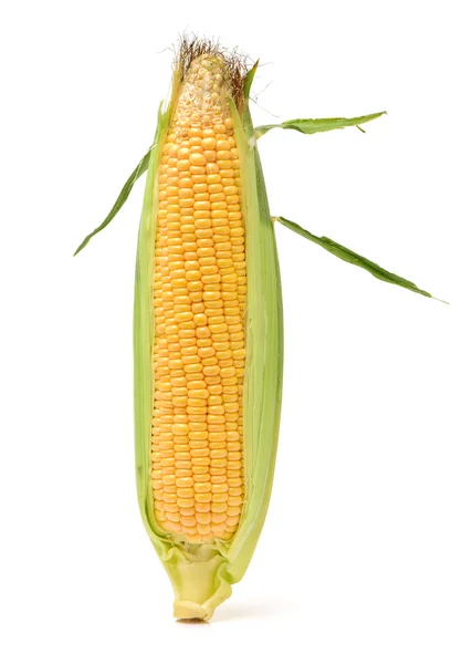 En gul corncobs — Stockfoto