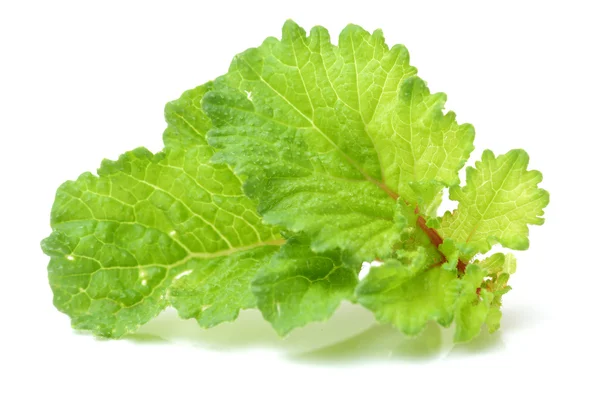 Fresh lettuce closeup — Stock Photo, Image