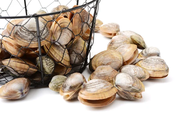 Морские раковины гребешка — стоковое фото