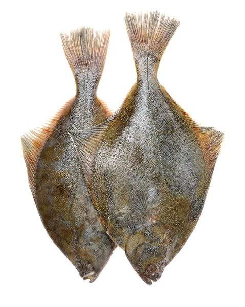Psetta 맥시 마 (양식 물고기) 절연 — 스톡 사진