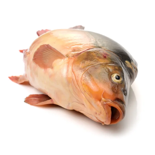 Pesce carpa crudo — Foto Stock