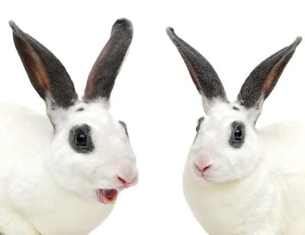 Schattige witte konijnen met zwarte oren — Stockfoto