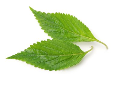 Beyaz bitti izole nane yaprağı 