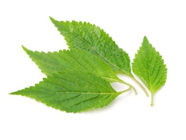 Beyaz bitti izole nane yaprağı 