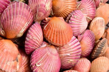 tarak deniz kabukları yığını 