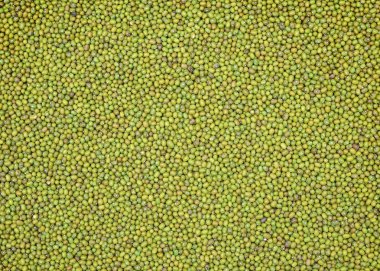 Makro yeşil yosun doku 