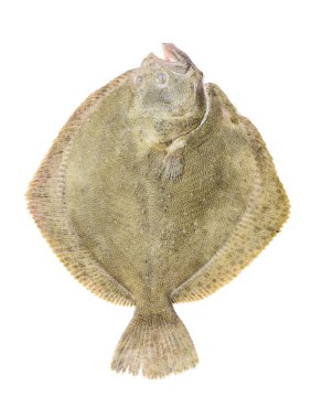 Örnek üzerinde beyaz izole fırçalayın