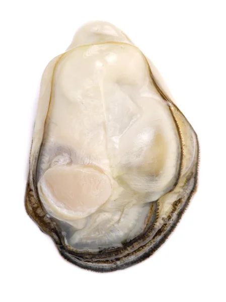 Fresh oyster on white background — Stock Photo, Image