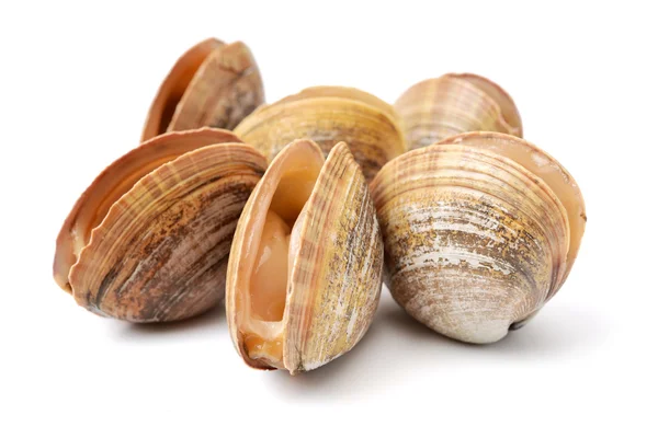Scallop sea shells — Stock Photo, Image