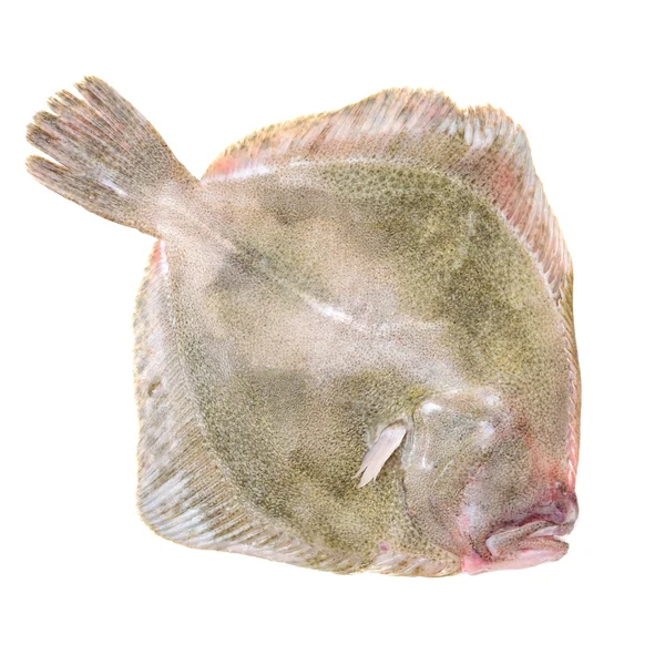 Psetta maxima (tarbot vis) op — Stockfoto
