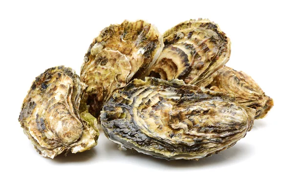 Fresh alive oysters on a — Stock Photo, Image
