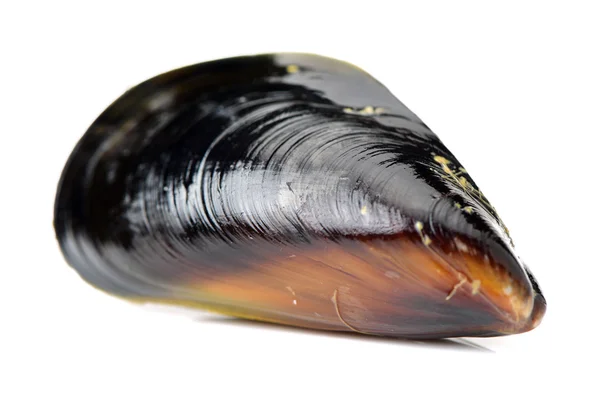 Fresh mussel on white background — Stock Photo, Image