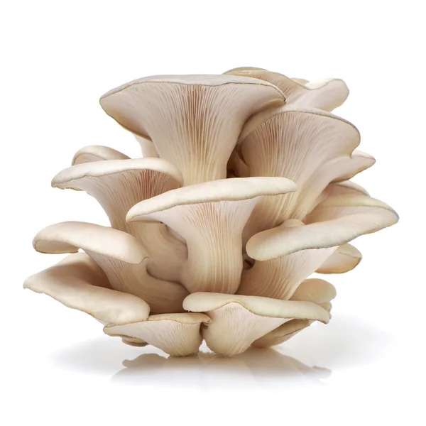 Pleurotus ostreatus sobre fundo branco — Fotografia de Stock