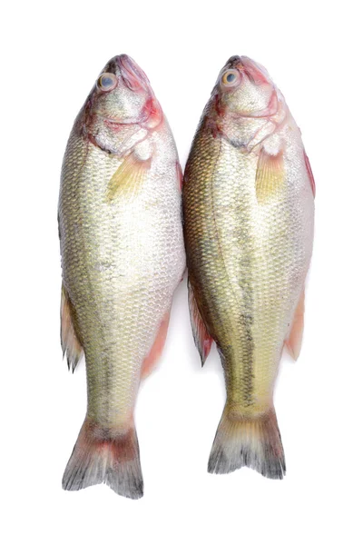 Robalo isolado em branco — Fotografia de Stock