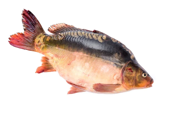 Raw carp fish — Stock Photo, Image