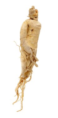 ginseng kökü beyaz arkaplanda izole edildi