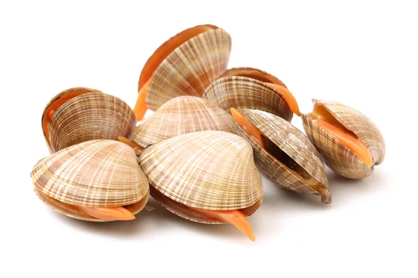 Pile of scallop sea shells — Stock Photo, Image