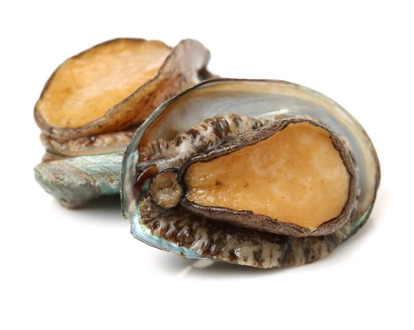 Abalones crudos en el blanco —  Fotos de Stock