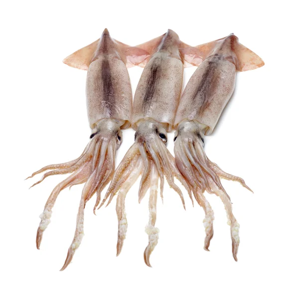 Squid Seafood Isolated White — Stock Photo, Image