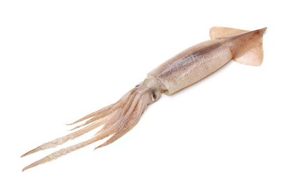 Squid Owoce Białym Tle — Zdjęcie stockowe