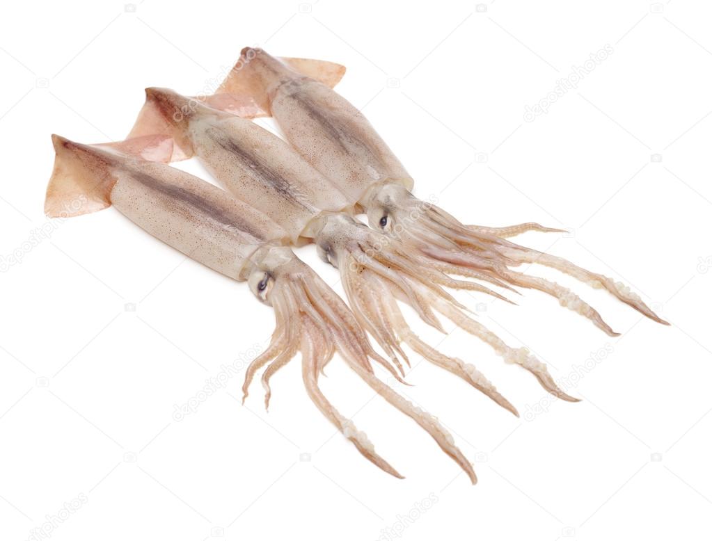 Squid seafood isolated on white 