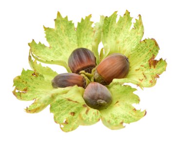 Fındık yığını kapat