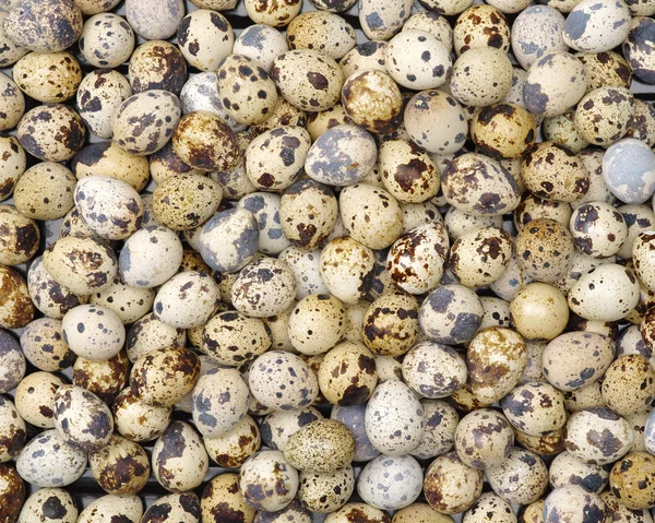 Strakaté křepelčí vejce — Stock fotografie