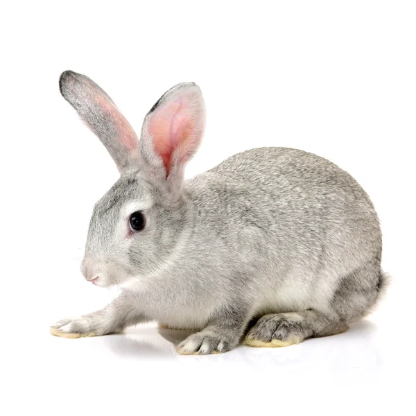 Серый кролик на белом — стоковое фото