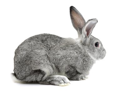 bir beyaz gri tavşan 