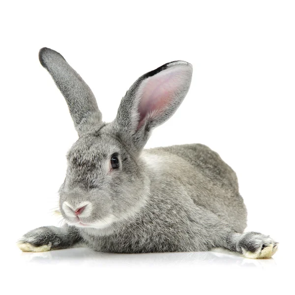 Grey rabbit on a white — Stock Photo, Image