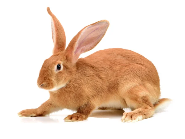 Hnědá nadýchané králík — Stock fotografie