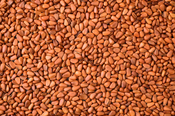 Pine Nuts close up — Stock Photo, Image