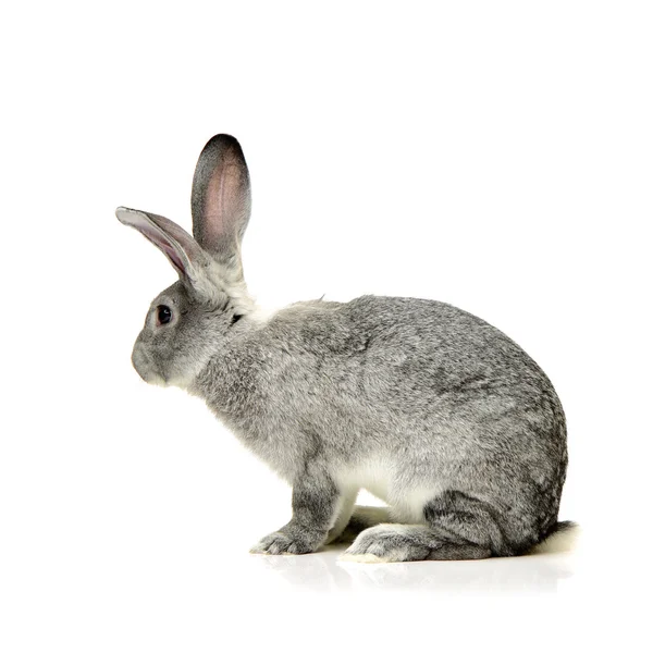 Grijs konijn op een wit — Stockfoto