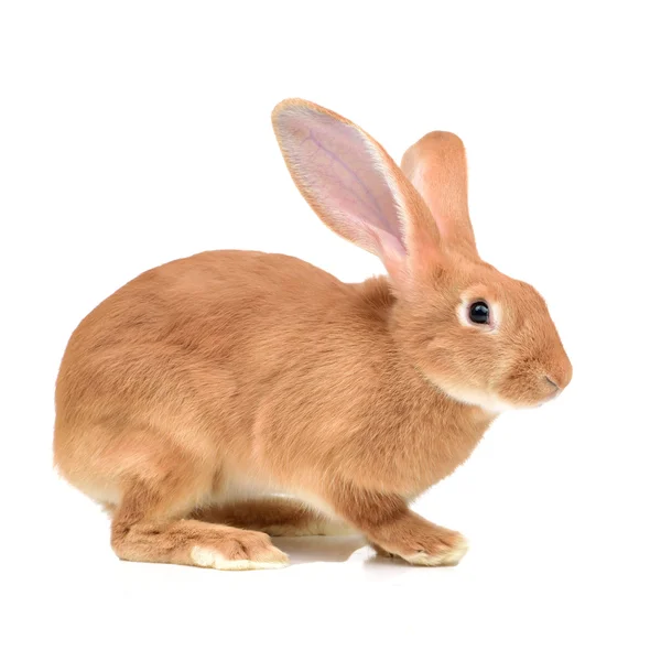 Brown Adult Rabbit White Background — Stock Photo, Image