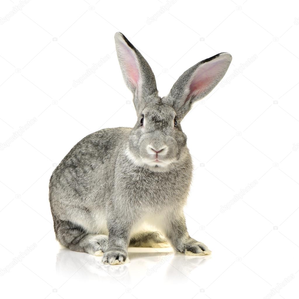grey rabbit on a white 