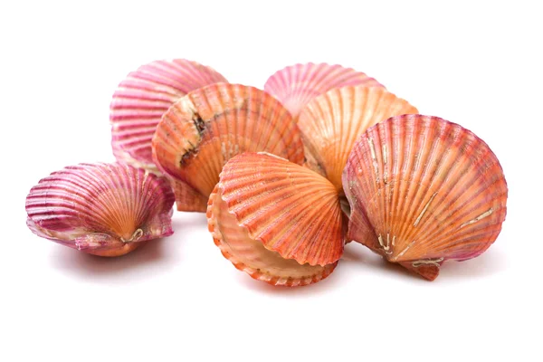 Pile of scallop sea shells — Stock Photo, Image