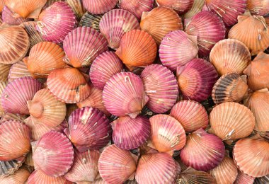 Beyaz üzerine ham tarak