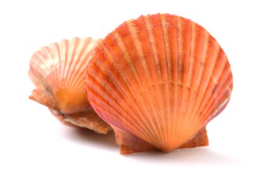 Beyaz üzerine ham tarak