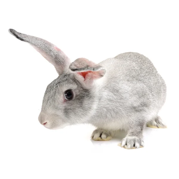 Conejo gris sobre un blanco — Foto de Stock