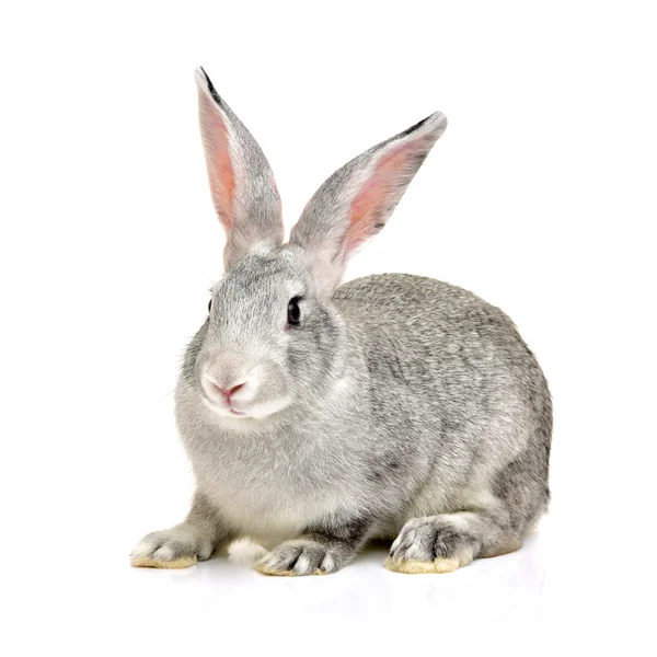 Grey rabbit on a white — Stock Photo, Image