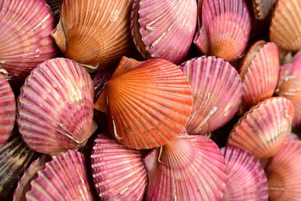 Raw scallops on white — Stock Photo, Image