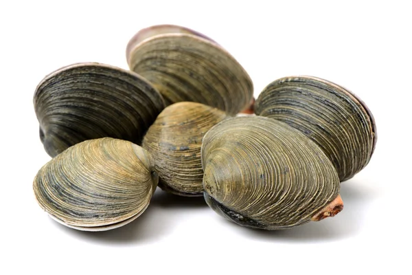 Raw scallops on white — Stock Photo, Image