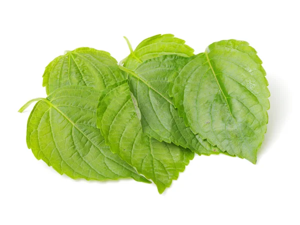 Leaves of basil isolated — Stock Photo, Image