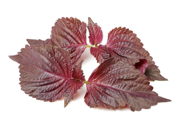 Blätter von Basilikum isoliert — Stockfoto