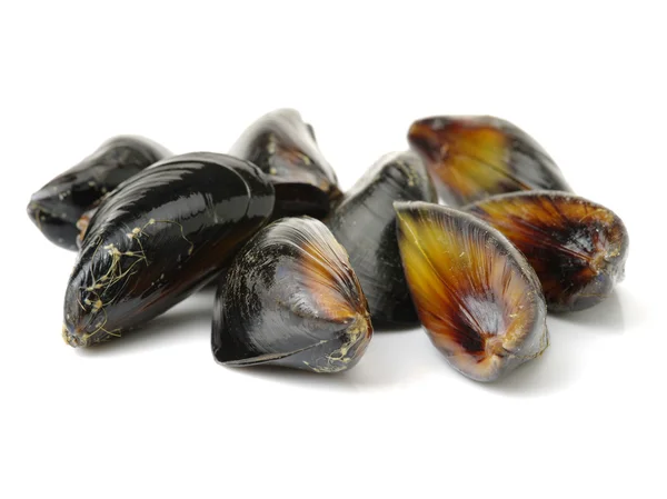 Pile of mussels close up — Stock Photo, Image