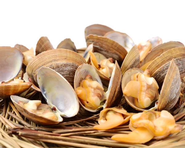 Raw scallops on white — Stock Photo, Image