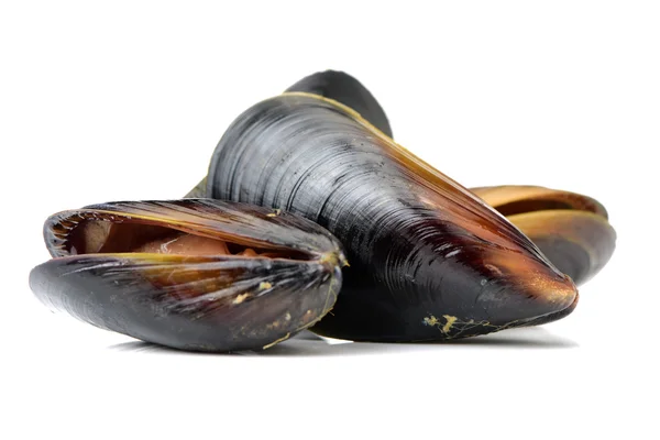 Three mussels close up — Stock Photo, Image